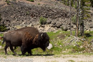 Also there were some bison on the road.